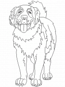 Saint Bernard Dog - coloring page n° 36