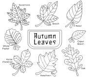 Autumn Leaves - coloring page n° 588
